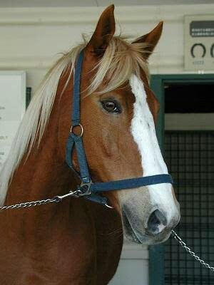 三大イケメン名馬 トウカイテイオー テンポイントあと1頭は 日本馬限定 競馬必勝ch 三大イケメン名馬 トウカイテイオー テンポイントあと1頭は 日本馬限定 競馬必勝ch