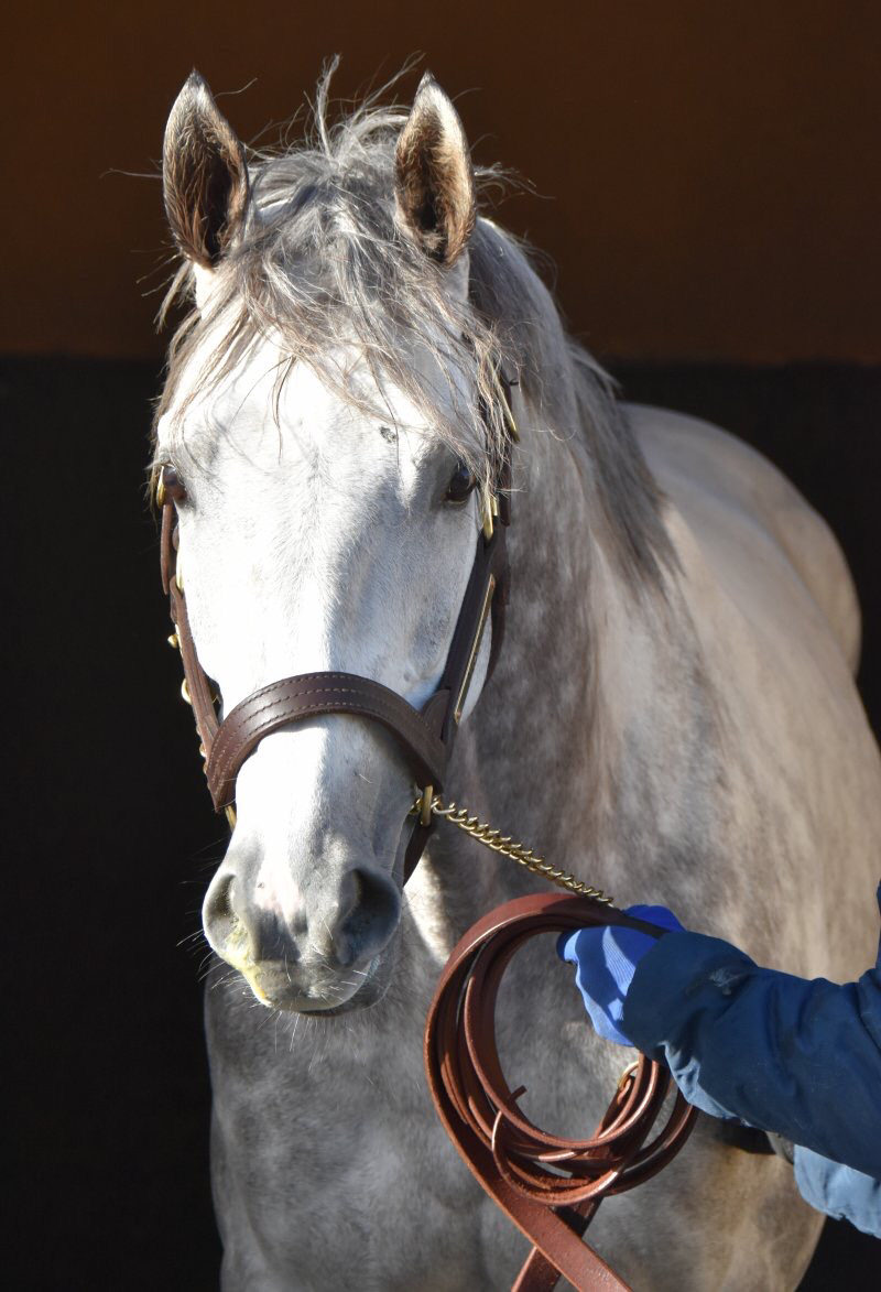 かっこいい馬の画像くれ 競馬必勝ch かっこいい馬の画像くれ 競馬必勝ch