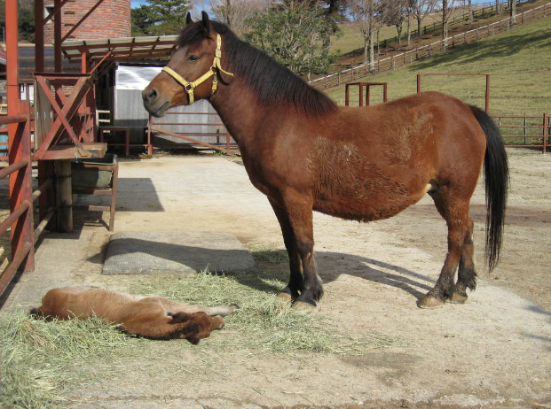 競馬講座3限目 馬とは 5000字のシュシュとお馬さんのおはなし ミ リアルダビスタ