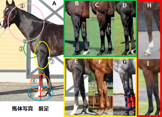 馬体の見方 第１回 前半身 5000字のシュシュとお馬さんのおはなし ミ リアルダビスタ