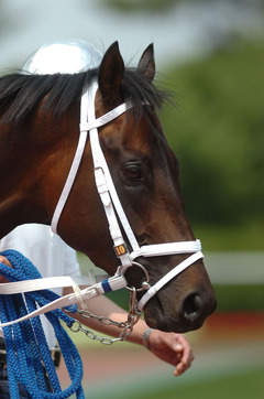 ノーズバンド１