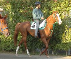 オウケンブルースリ