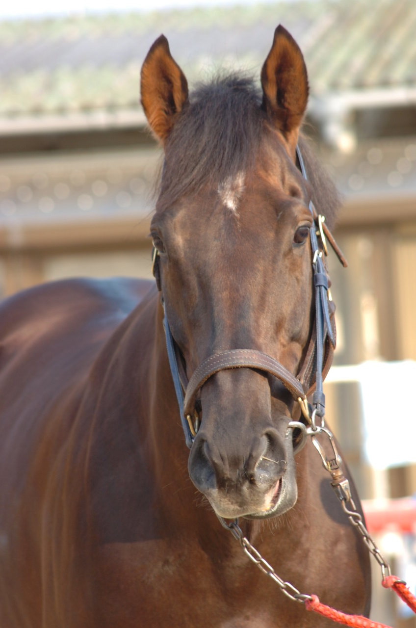 馬券の勝ち組 になるには 赤木流馬券術 馬の顔 短距離馬 新感覚の競馬新聞 競馬予想 競馬チェック のブログ 馬券の勝ち組 になるには 赤木流馬券術 馬の顔 短距離馬 新感覚の競馬新聞 競馬予想 競馬チェック のブログ