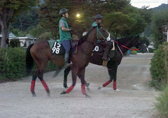 オウケンサクラ