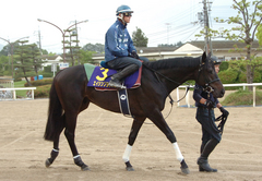 エイシンフラッシュ前