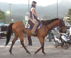 ダッシャーゴーゴー後