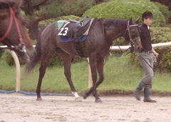 トゥザグローリー後