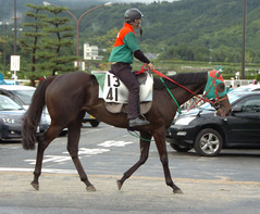 テイエムオーロラ後
