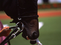 ヘッシュ唇くくり