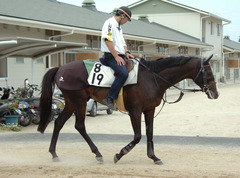 サンライズマックス後