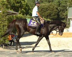 ローレルゲレイロ後