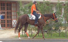 ケイアイガーベラ後