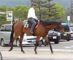 ダッシャーゴーゴー後