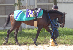 ローズキングダム後