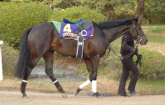 エイシンフラッシュ後