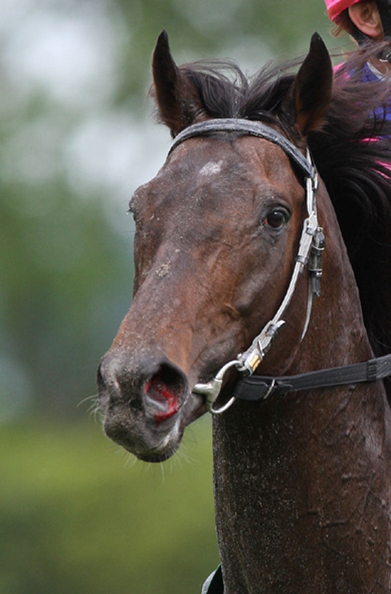 馬券の勝ち組 になるには 赤木流馬券術 鼻出血 新感覚の競馬新聞 競馬予想 競馬チェック のブログ 馬券の勝ち組 になるには 赤木流馬券術 鼻出血 新感覚の競馬新聞 競馬予想 競馬チェック のブログ