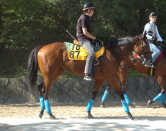 プロヴィナージュ後