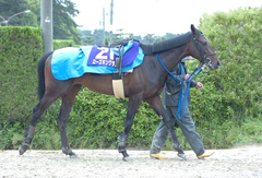 ローズキングダム後