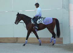 ダイシンオレンジ後