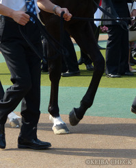 キズナ蹄