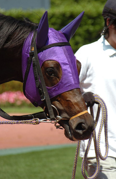 パープルタイヨー-鼻ゴム