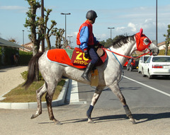 メイショウベルーガ後