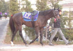 トゥザグローリー後