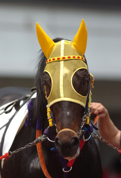 メイショウヨシヒサ-鼻ゴム