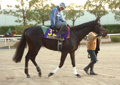 エイシンフラッシュ前