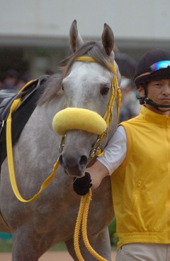 11スノードラゴン