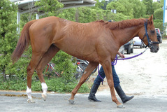 ヒカルアマランサス後