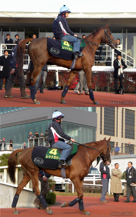 レッドカドー_JC