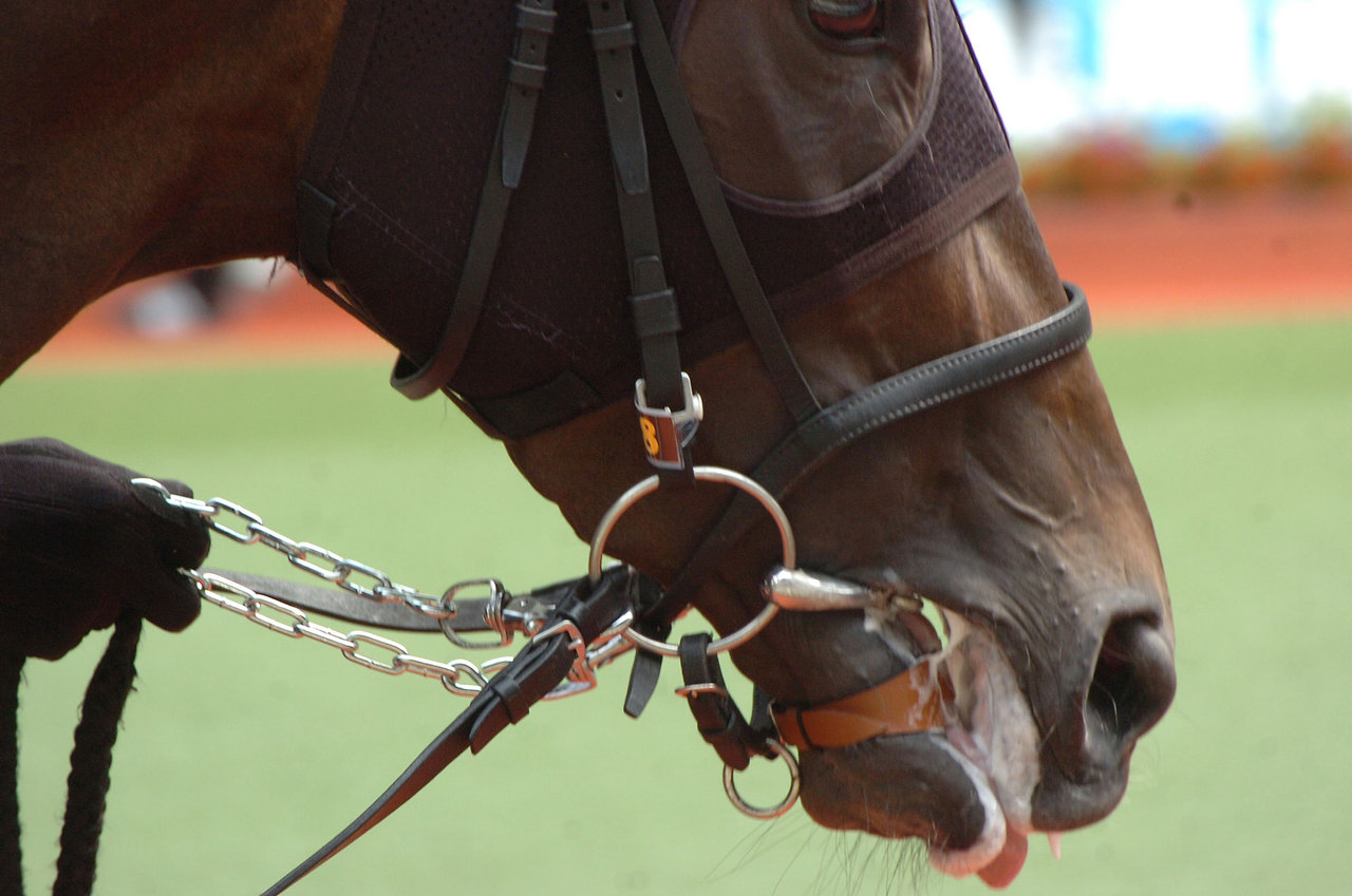 馬券の勝ち組 になるには 赤木流馬券術 舌くくり 新感覚の競馬新聞 競馬予想 競馬チェック のブログ 馬券の勝ち組 になるには 赤木流馬券術 舌くくり 新感覚の競馬新聞 競馬予想 競馬チェック のブログ