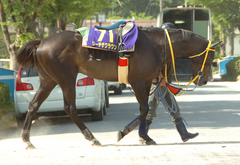 リーチザクラウン後