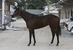 オウケンサクラ立