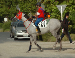 メイショウベルーガ前