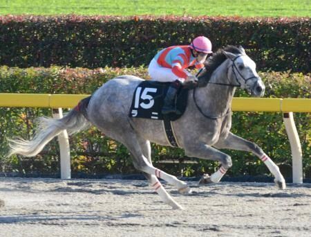 ラニの初年度種付け数118頭、ワンアンドオンリー20頭、ペルーサは５頭