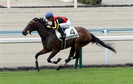 【競馬予想】第39回 小倉2歳ステークス(G3) /2019