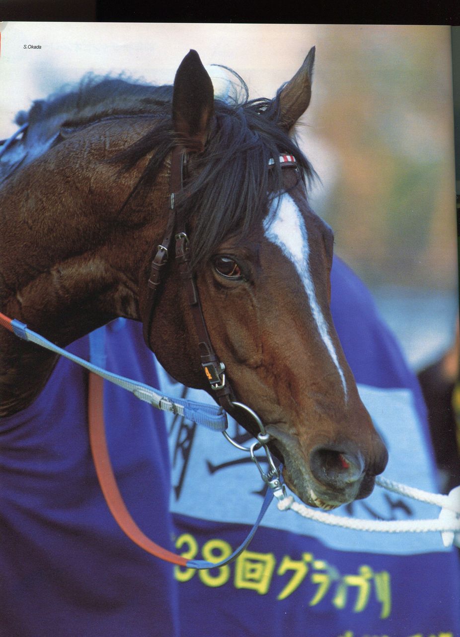 トウカイテイオーを超えるイケメンがいるか 競馬ウォッチ 競馬ニュース速報 競馬2chまとめ トウカイテイオーを超えるイケメンがいるか 競馬ウォッチ 競馬ニュース速報 競馬2chまとめ