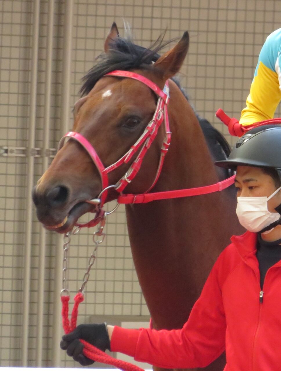 ヨシオ 引退 Jra馬事公苑で乗馬に 競馬ファンのこえ