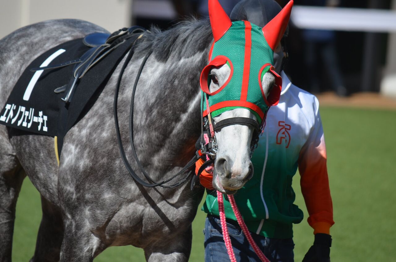 エドノフェリーチェ 3 6中山9r芝20 湾岸s4歳上3勝クラス 競馬ファンのこえ