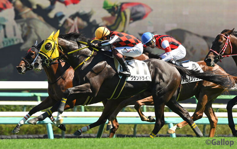 グランドライン 9 10中山7r 芝1800 3歳上1勝クラス 競馬ファンのこえ