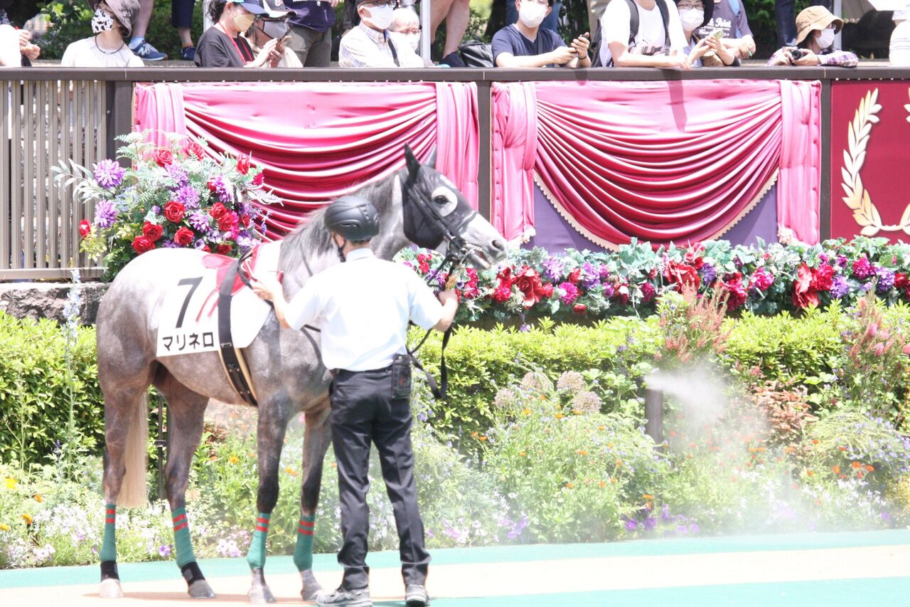 競馬ファンのこえ【マリネロ】5/28東京5R 芝2000 3歳未勝利コメントする