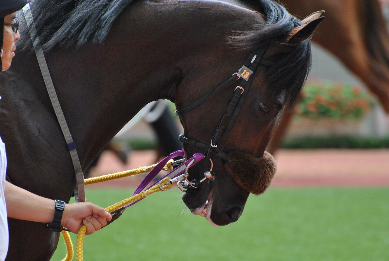 お尻に水が溜まっているシャーロック 馬なり男爵の馬バカ日誌