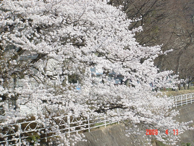 大好きな桜の木 ゆとりでいこう