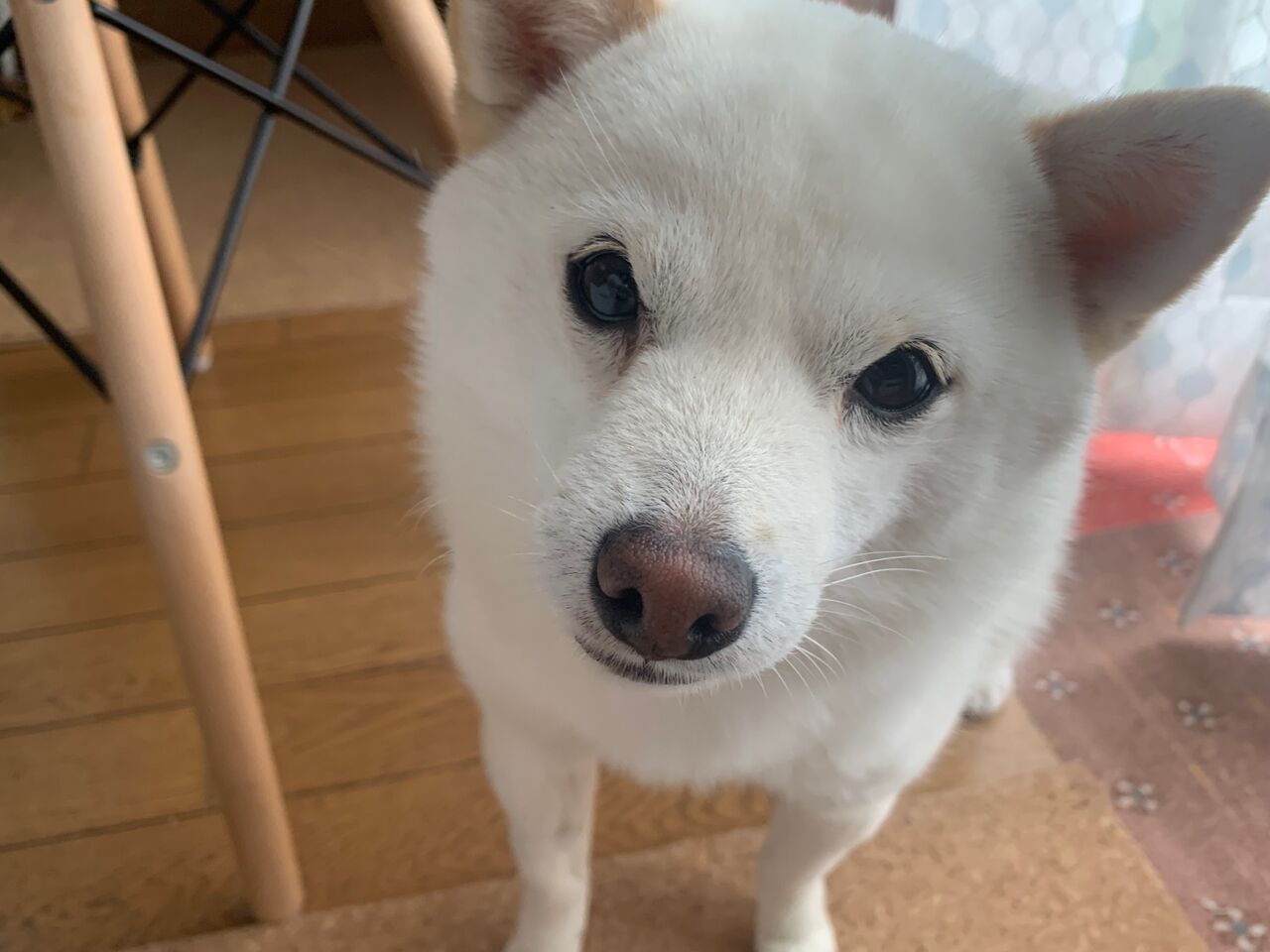 ラムちゃん 3歳になりました 軽キャン柴犬りん号 ミニチュアクルーズ 編 ラムちゃん 3歳になりました 軽キャン柴犬りん号 ミニチュアクルーズ 編