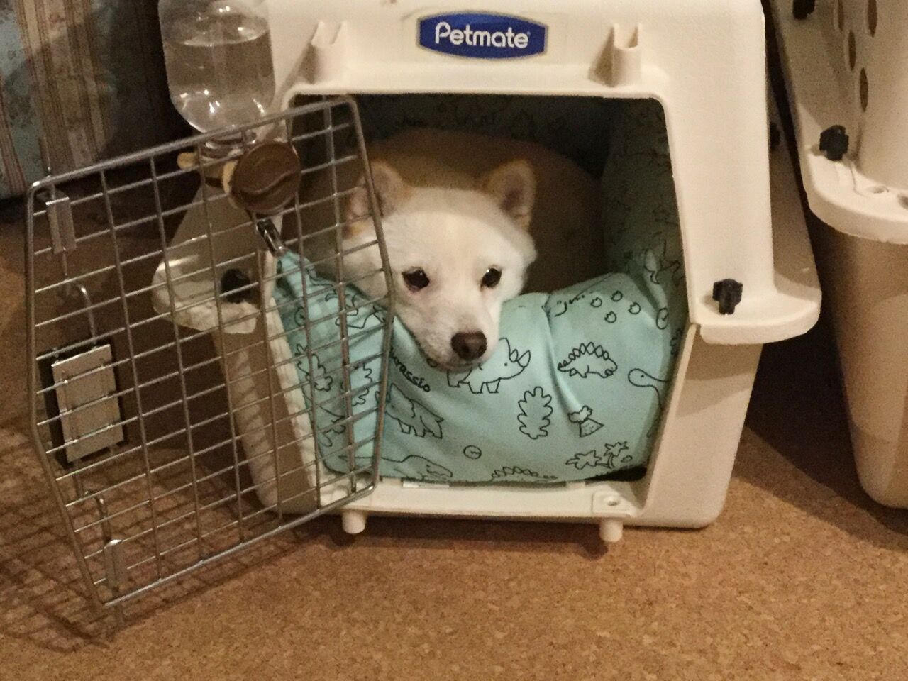 柴犬ラム 軽キャン柴犬りん号 ミニチュアクルーズ 編 柴犬ラム 軽キャン柴犬りん号 ミニチュアクルーズ 編