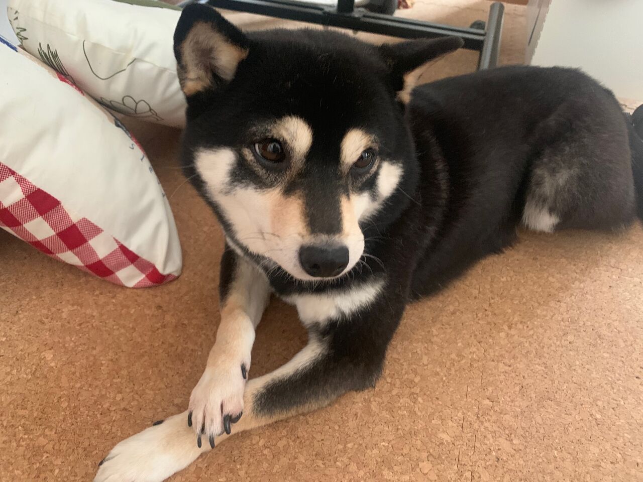 ラムちゃん 3歳になりました 軽キャン柴犬りん号 ミニチュアクルーズ 編 ラムちゃん 3歳になりました 軽キャン柴犬りん号 ミニチュアクルーズ 編