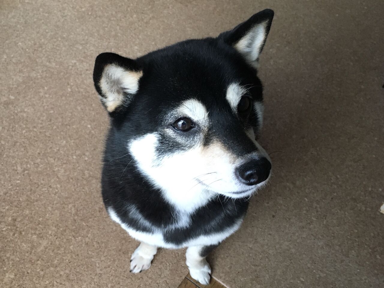 布マスク配布 2枚 軽キャン柴犬りん号 ミニチュアクルーズ 編 布マスク配布 2枚 軽キャン柴犬りん号 ミニチュアクルーズ 編
