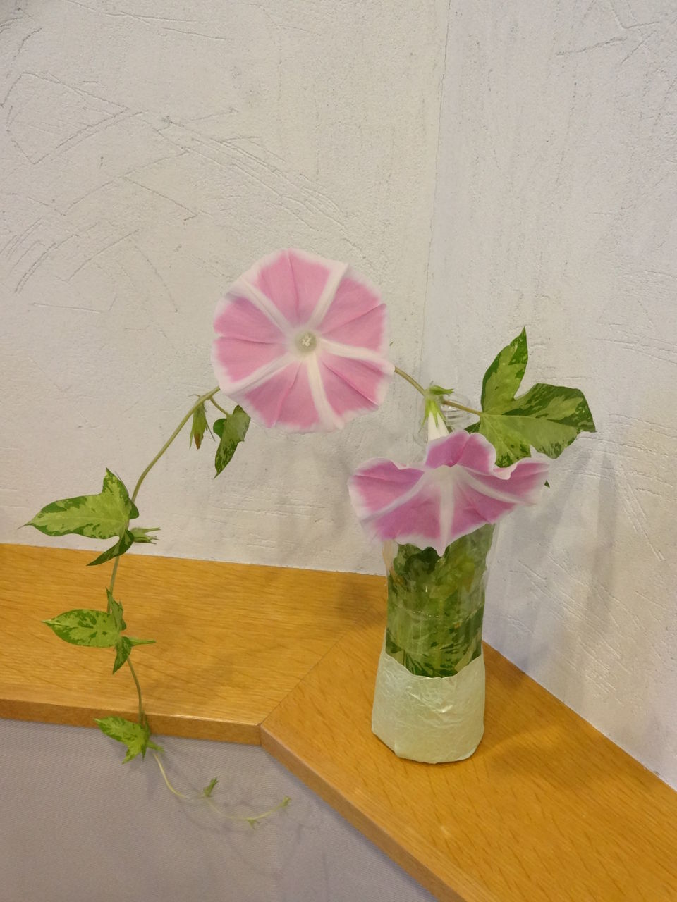 20120614ÇßÅĤµ¤ó